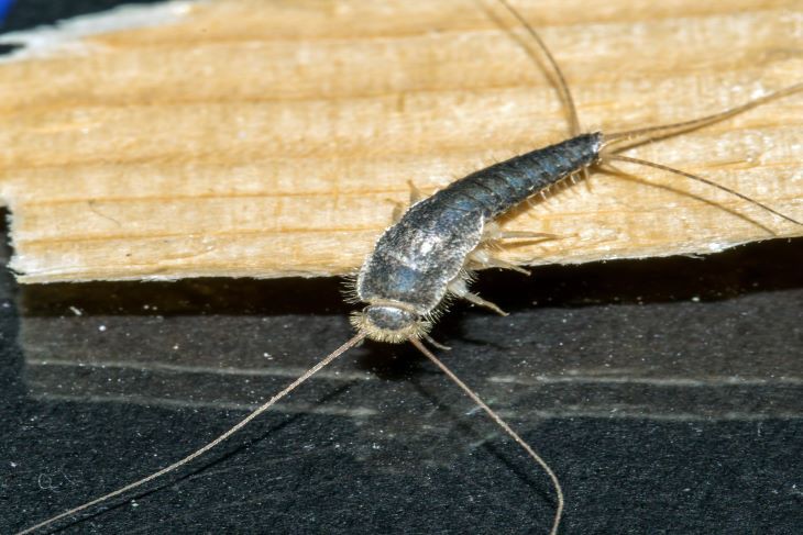 Zilvervisjes bestrijden Zilvervisjes bestrijden